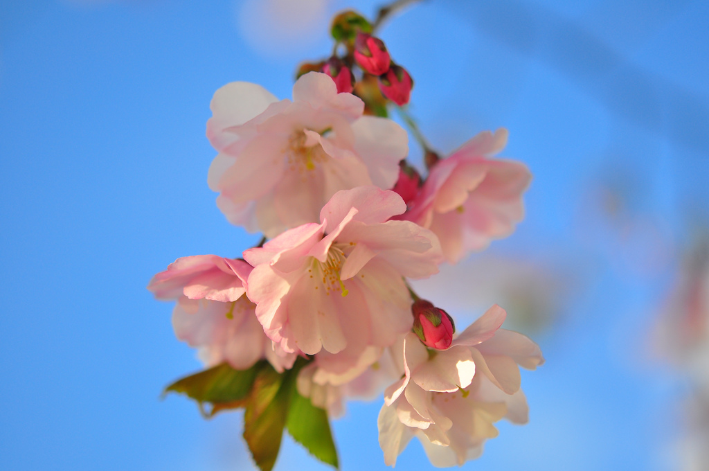 The Vancouver Cherry Blossom Festival Hawksworth Communications